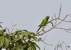 Psittacula calthrapae