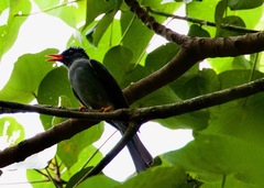 Hypsipetes ganeesa