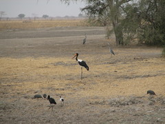 Ephippiorhynchus senegalensis
