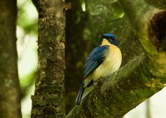 Cyornis tickelliae