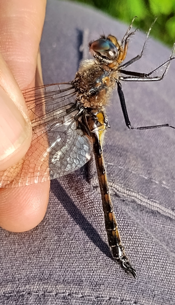 Spiny Baskettail