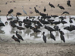 Anastomus lamelligerus