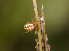 Hypsosinga sanguinea
