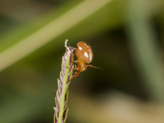 Hypsosinga sanguinea