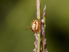 Hypsosinga sanguinea