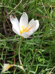 Crocus aleppicus