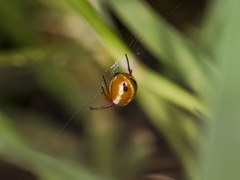 Hypsosinga sanguinea