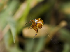 Hypsosinga sanguinea