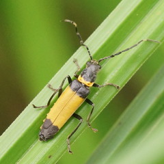 Chauliognathus imperialis