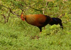 Gallus lafayettii