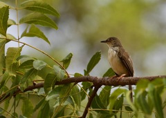Prinia sylvatica