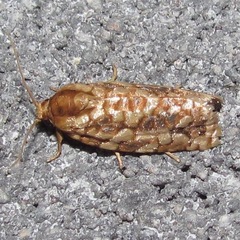 Choristoneura houstonana