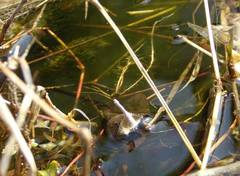 Hydrochara caraboides