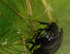 Hydrochara caraboides