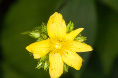 Hypericum montanum