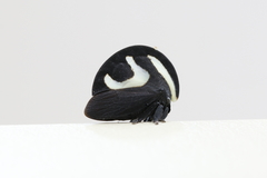 Membracis foliatafasciata