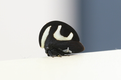 Membracis foliatafasciata