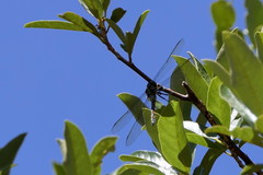 Zygonyx natalensis