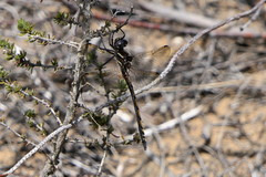 Syncordulia gracilis