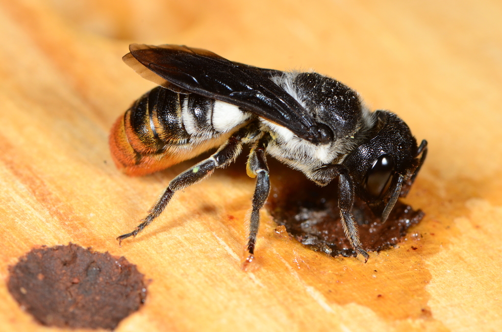 Megachile chrysorrhoea