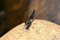 Platycypha fitzsimonsi