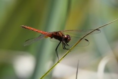 Trithemis pluvialis