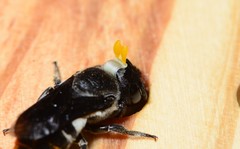 Megachile chrysorrhoea