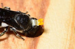 Megachile chrysorrhoea