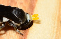 Megachile chrysorrhoea