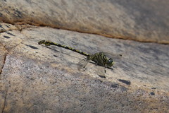 Ceratogomphus pictus