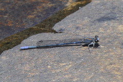Pseudagrion draconis