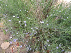 Psoralea forbesiae
