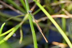 Agriocnemis falcifera