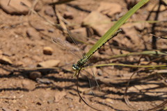 Ceratogomphus pictus