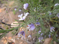 Psoralea forbesiae