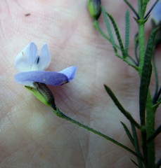 Psoralea forbesiae