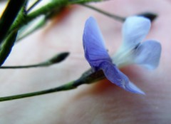Psoralea forbesiae