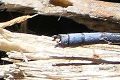 Pseudagrion draconis