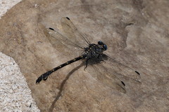 Ceratogomphus triceraticus