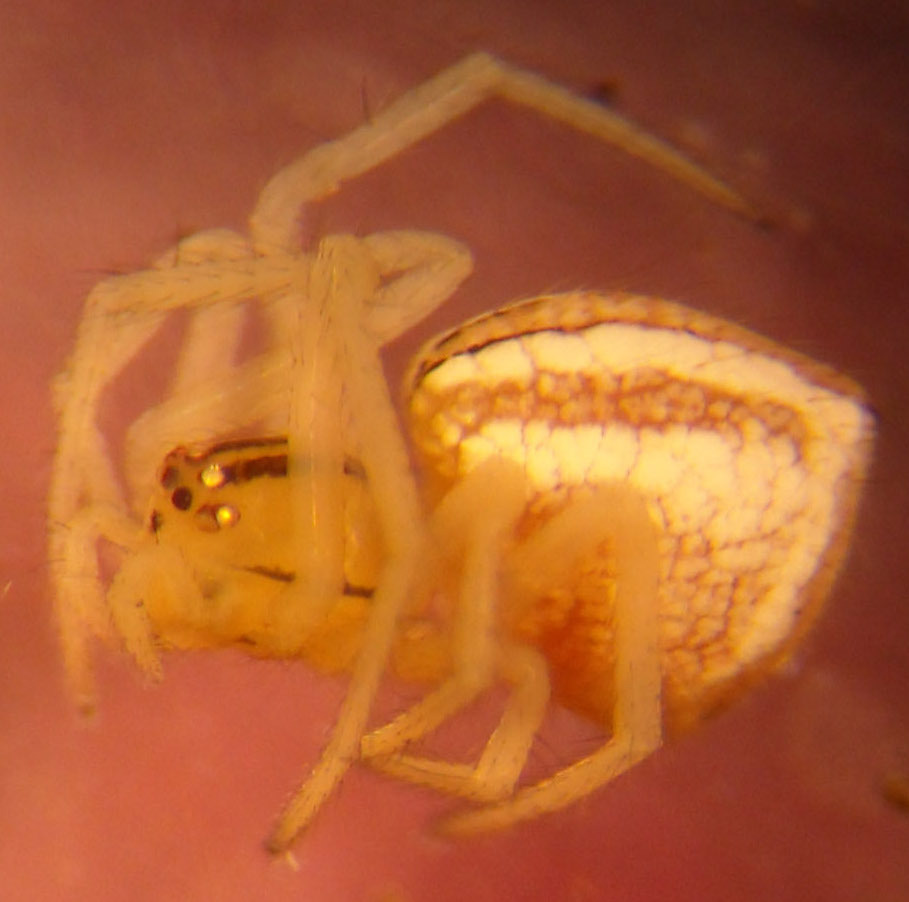 Chrysso pelyx
