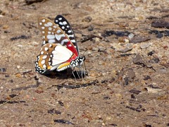 Graphium angolanus angolanus