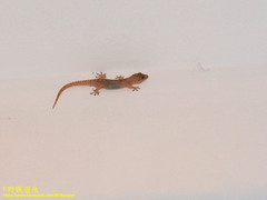 Hemidactylus frenatus