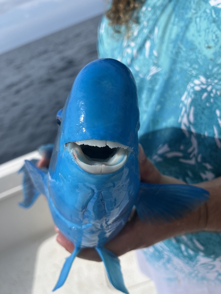 Photo of Blue parrotfish (Scarus coeruleus)
