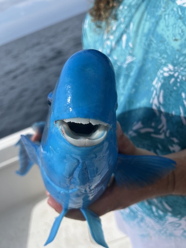 Photo of Blue parrotfish (Scarus coeruleus)