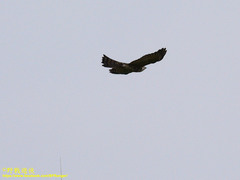 Accipiter badius