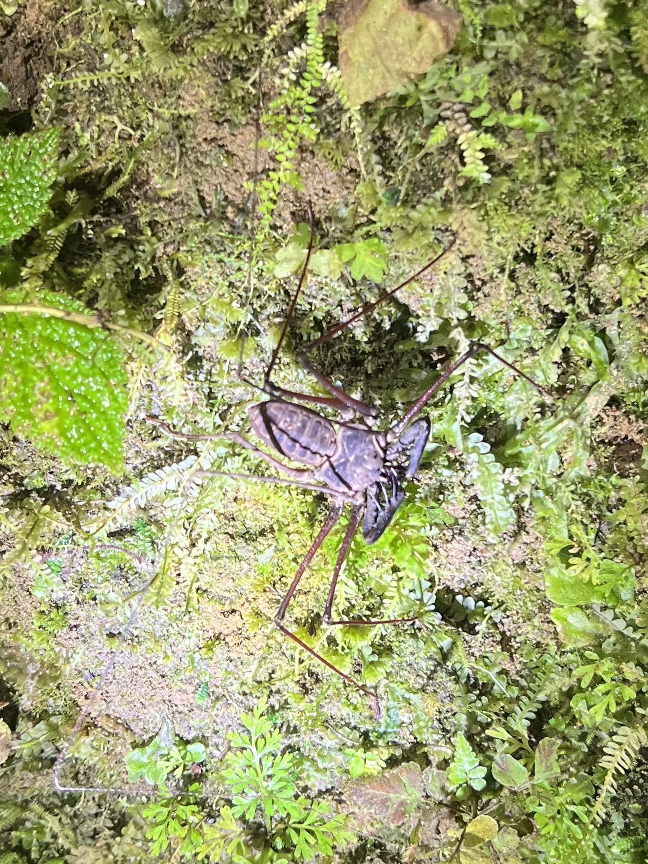 Heterophrynus batesii (Butler, 1873)