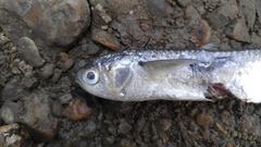 Moolgarda cunnesius