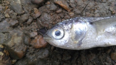 Moolgarda cunnesius
