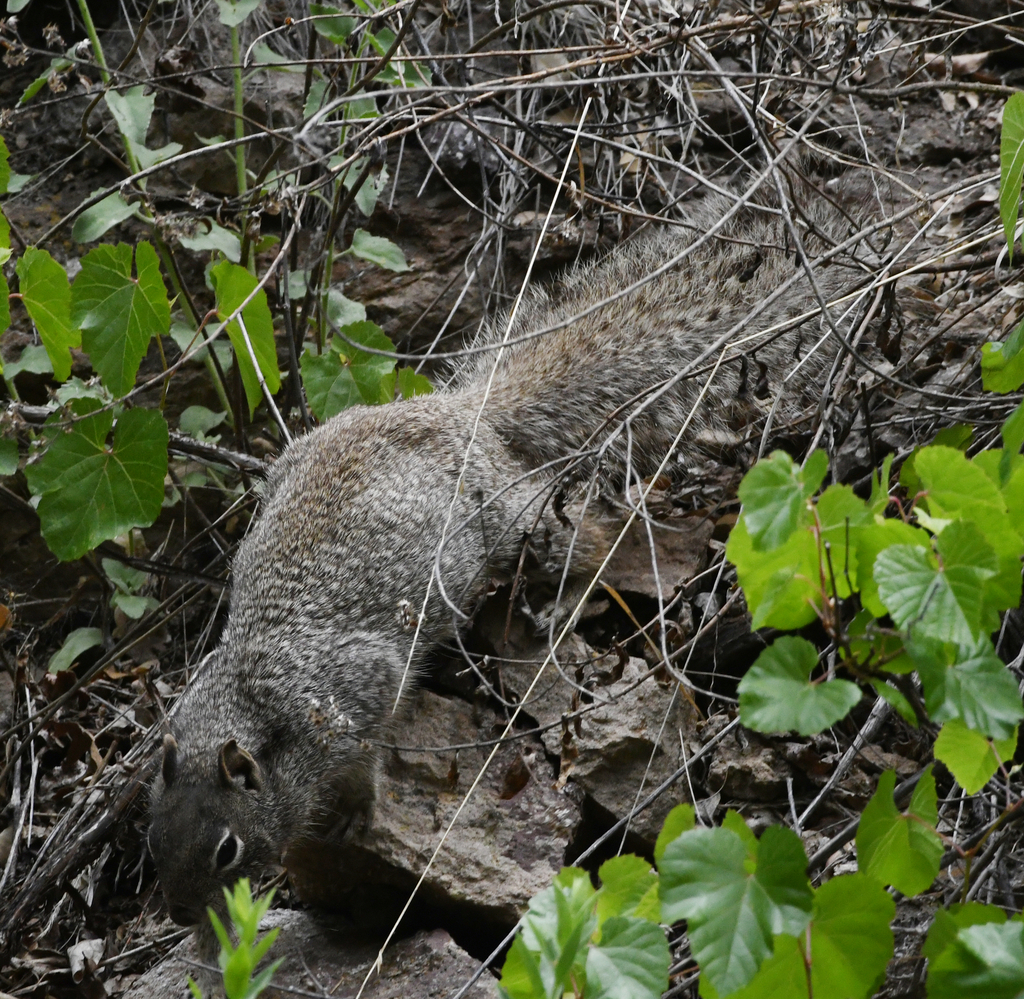 Rock Squirrel from Catron County, NM, USA on June 9, 2023 at 11:18 AM ...