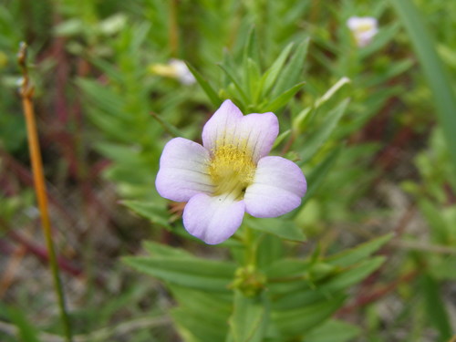 Gratiole officinale